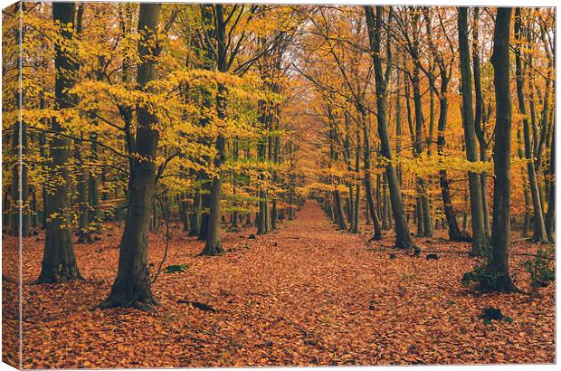Dense Beech tree woodland in Autumn. Canvas Print by Liam Grant