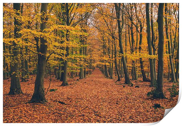 Dense Beech tree woodland in Autumn. Print by Liam Grant