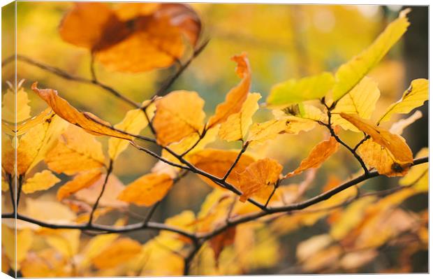 Detail of Beech tree leaves in autumn. Canvas Print by Liam Grant