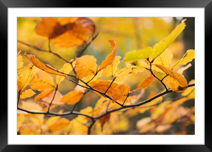 Detail of Beech tree leaves in autumn. Framed Mounted Print by Liam Grant