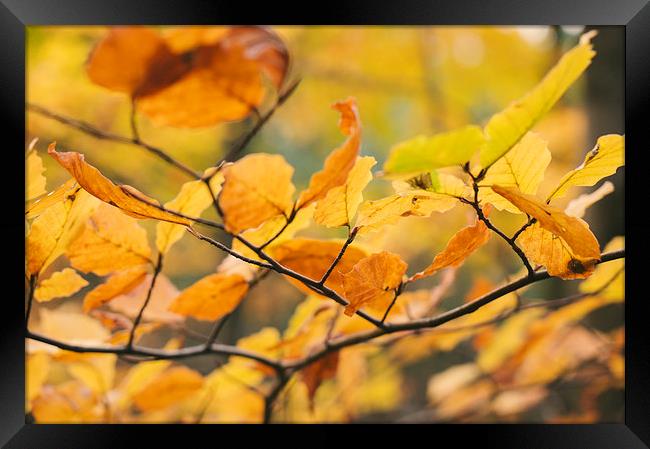 Detail of Beech tree leaves in autumn. Framed Print by Liam Grant