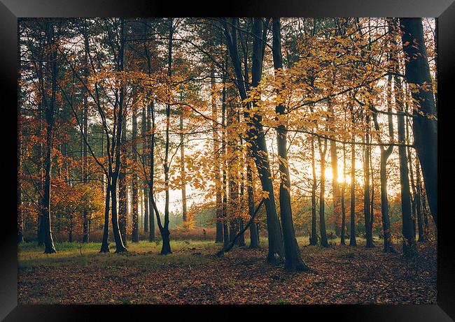 Sunlight through woodland of Autumnal Beech trees. Framed Print by Liam Grant