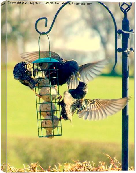 Starling feeding its young Canvas Print by Bill Lighterness