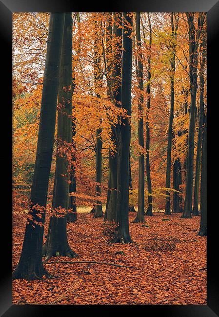 Dense Beech tree woodland in Autumn. Framed Print by Liam Grant