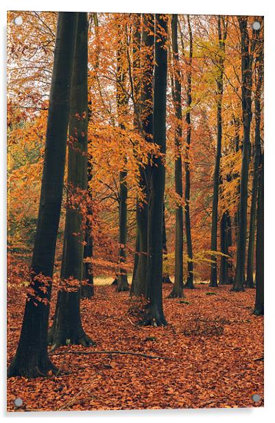 Dense Beech tree woodland in Autumn. Acrylic by Liam Grant