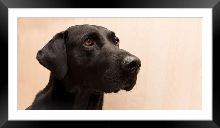 Labrador Portrait Framed Mounted Print by Simon Wrigglesworth