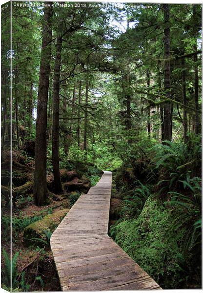Path through the forest Canvas Print by David Preston