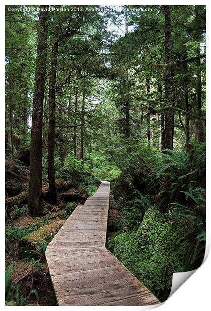 Path through the forest Print by David Preston