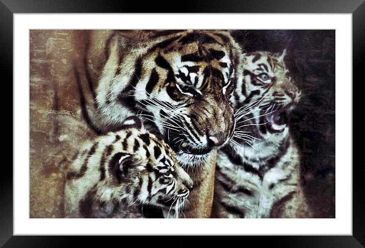 Sumatran Tiger and Cubs Framed Mounted Print by Celtic Origins