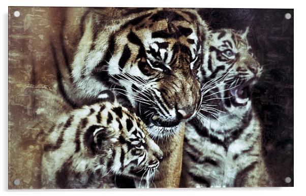 Sumatran Tiger and Cubs Acrylic by Celtic Origins