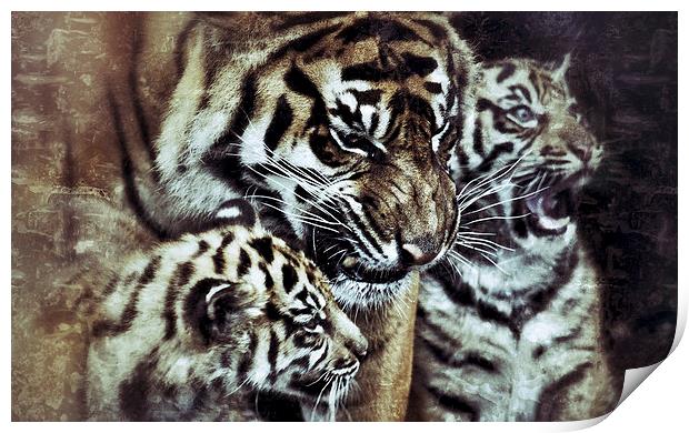 Sumatran Tiger and Cubs Print by Celtic Origins