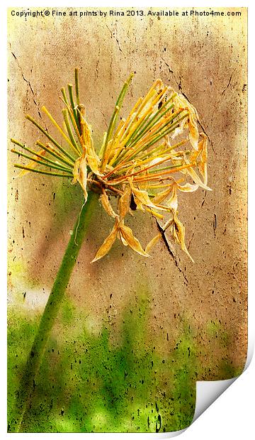 Withered Print by Fine art by Rina