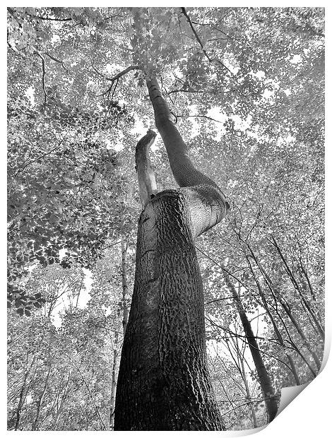 The oaks long life. Print by Jeffrey Evans