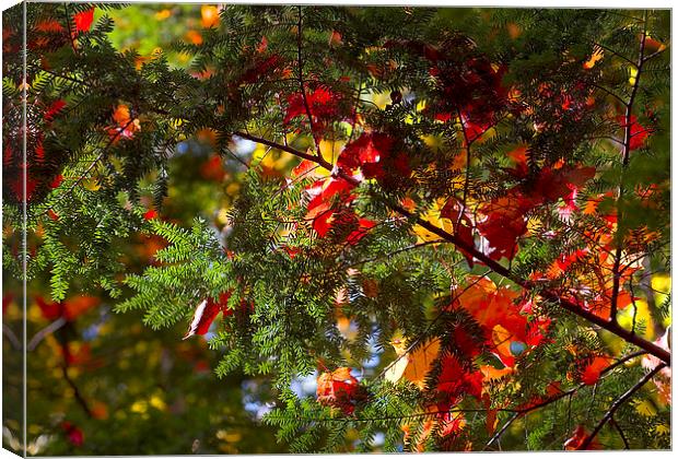 leaves on evergreen Canvas Print by Steven Ralser