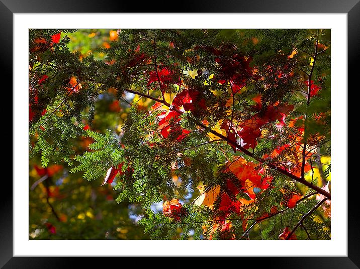 leaves on evergreen Framed Mounted Print by Steven Ralser
