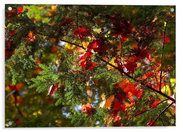 leaves on evergreen Acrylic by Steven Ralser