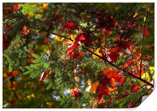 leaves on evergreen Print by Steven Ralser