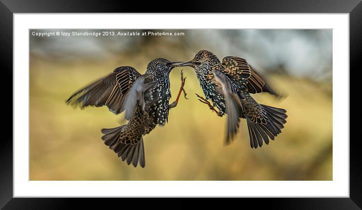 Squabbling starlings Framed Mounted Print by Izzy Standbridge