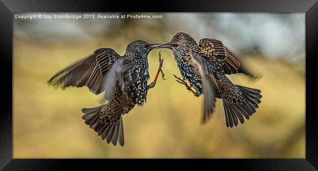 Squabbling starlings Framed Print by Izzy Standbridge