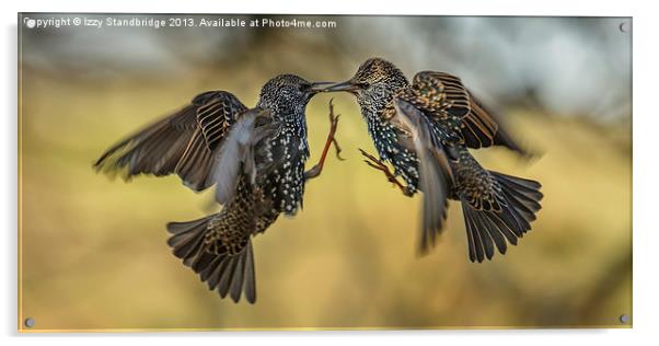 Squabbling starlings Acrylic by Izzy Standbridge