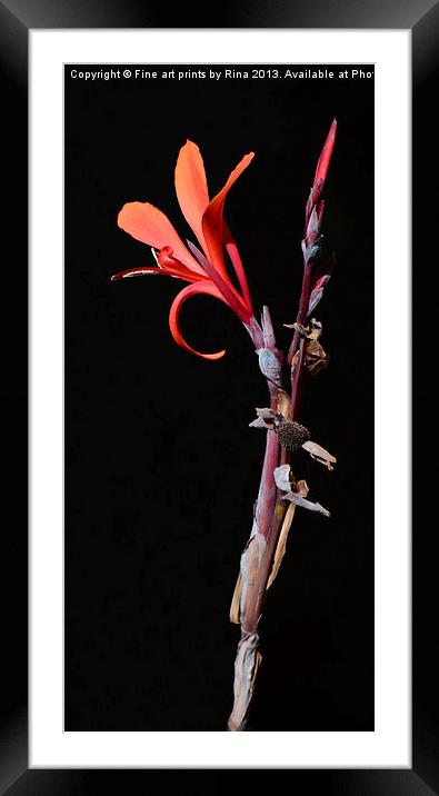 Canna Musifolia Framed Mounted Print by Fine art by Rina