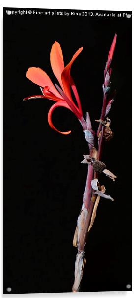 Canna Musifolia Acrylic by Fine art by Rina