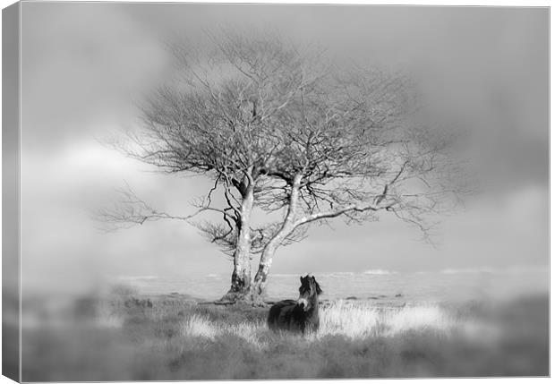 Exmoor Pony under a lone tree Canvas Print by Mike Gorton