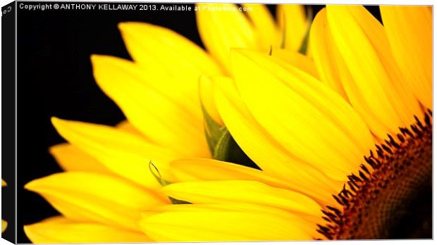 SUNFLOWER Canvas Print by Anthony Kellaway