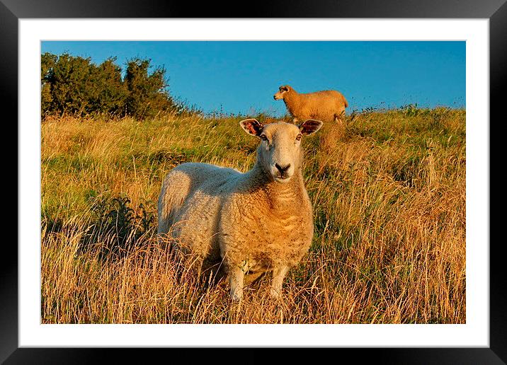 What Are You Looking At? Framed Mounted Print by Phil Clements