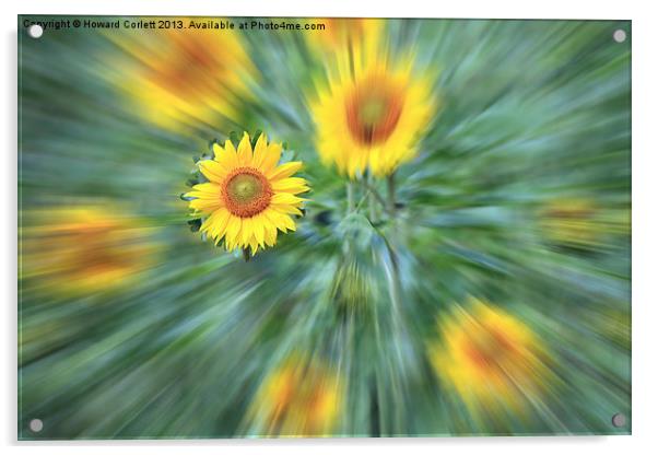 Sunflower Burst Acrylic by Howard Corlett