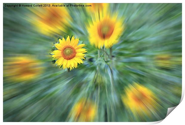 Sunflower Burst Print by Howard Corlett