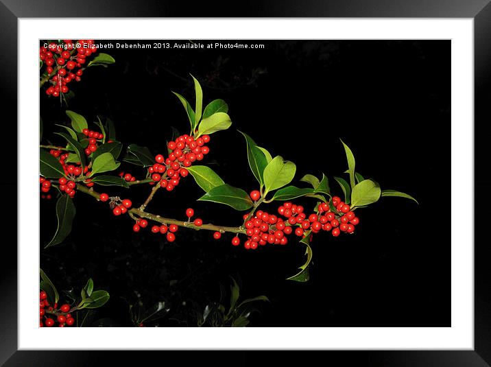 Sprig of Holly Berries on Black Framed Mounted Print by Elizabeth Debenham