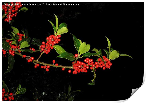 Sprig of Holly Berries on Black Print by Elizabeth Debenham