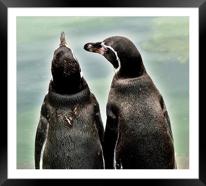 Conversation Piece Framed Mounted Print by Ian Lewis