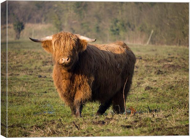 Highlander - Highland Cattle Breed Bull #2 Canvas Print by john hartley