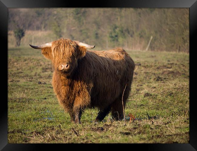 Highlander - Highland Cattle Breed Bull #2 Framed Print by john hartley