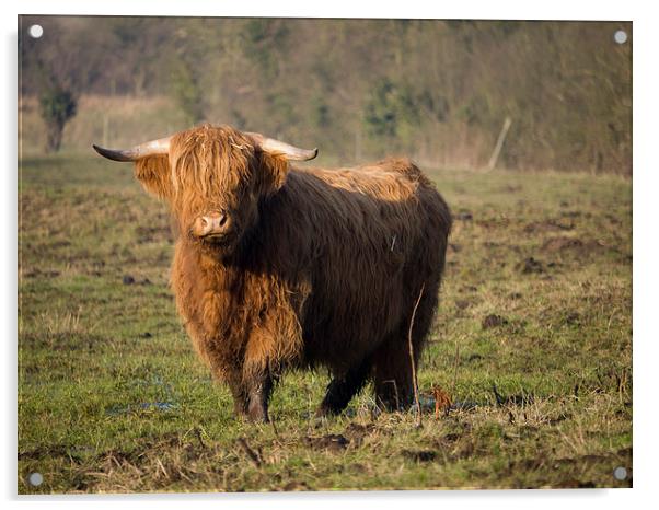 Highlander - Highland Cattle Breed Bull #2 Acrylic by john hartley