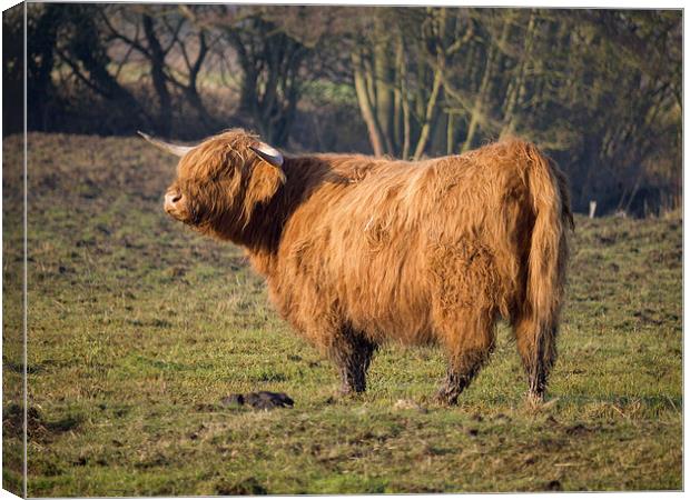 Highland Cattle in a grassy field #3 Canvas Print by john hartley