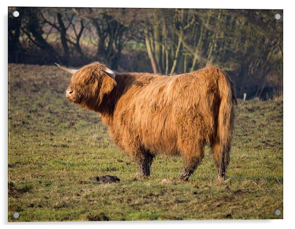 Highland Cattle in a grassy field #3 Acrylic by john hartley