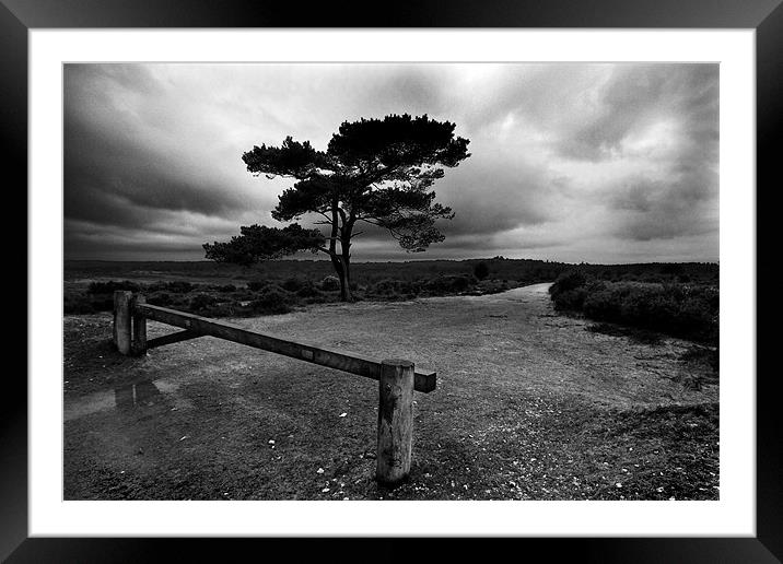 New Forest Framed Mounted Print by James Mc Quarrie