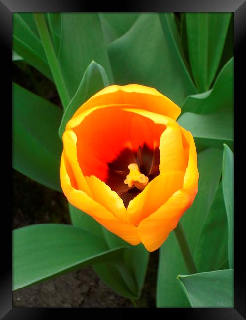 Open Tulip Framed Print by Candice Bowles