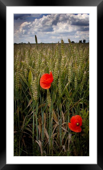 Two Poppies Framed Mounted Print by Steven Shea
