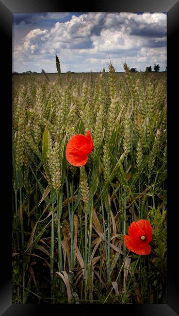 Two Poppies Framed Print by Steven Shea