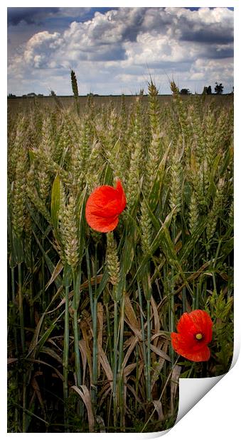 Two Poppies Print by Steven Shea