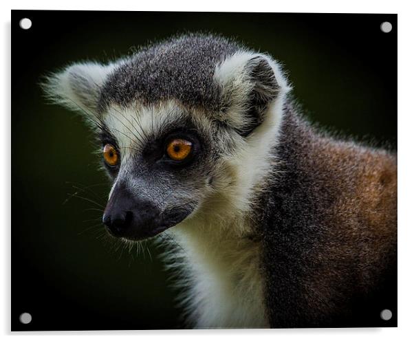 Ring-Tailed Lemur Acrylic by Celtic Origins