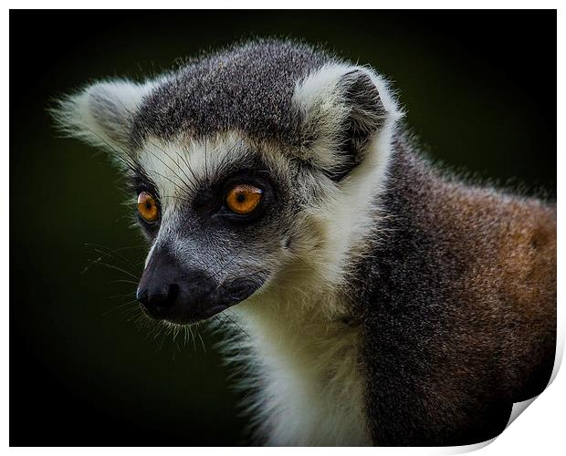 Ring-Tailed Lemur Print by Celtic Origins