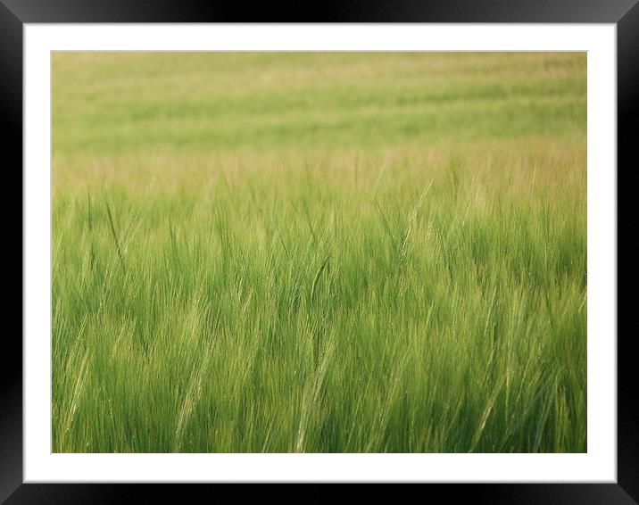 Barley Framed Mounted Print by Jennifer Henderson