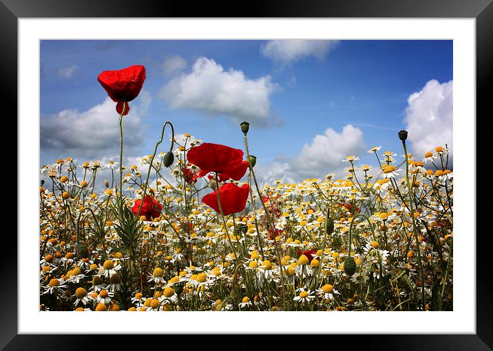 Poppies and Daises Framed Mounted Print by Graham Custance