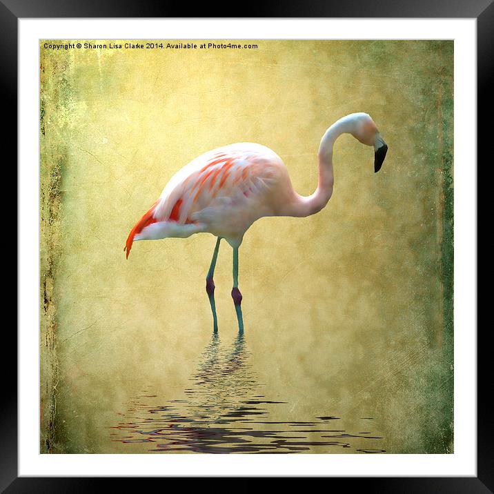Flamingo Framed Mounted Print by Sharon Lisa Clarke