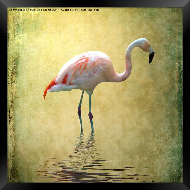 Flamingo Framed Print by Sharon Lisa Clarke